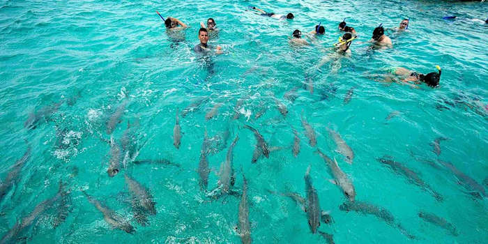 2.2 Shark Ray Alley, Ambergris Caye